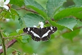 white admiral butterfly-2
